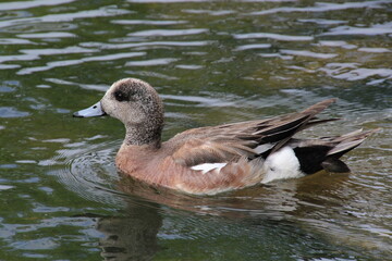 swimming duck, William Hawrelak Park, Edmonton, Alberta