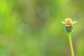 A flower of grass in the beautiful nature. Copy space.