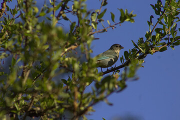 Thraupis sayaca o Celestino