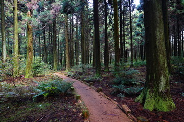 pathway through dense cedar forest