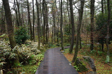 Fototapeta na wymiar rainy boardwalk in autumn forest 