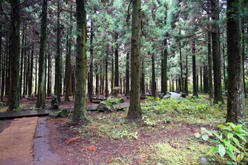 pathway through dense cedar forest