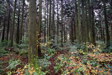 fine cedar forest in autumn