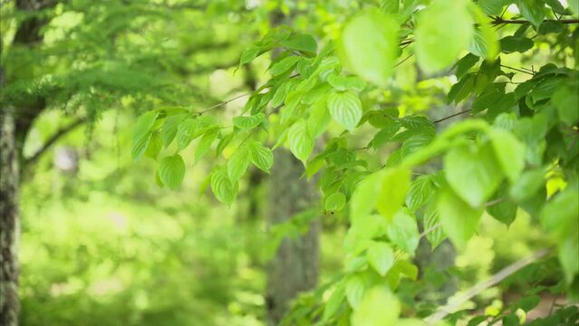 日本の美しい初夏の森