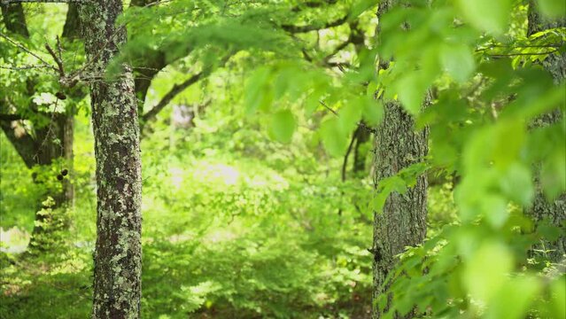 日本の美しい初夏の森