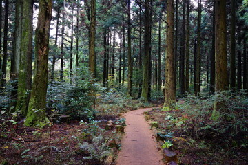 Obraz premium pathway through dense cedar forest