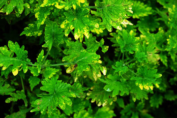 Fototapeta premium green leaves background