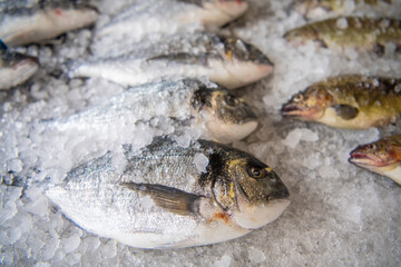 Pile of fresh Seabream with ice on metal background in street fish market.