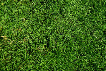 green grass background