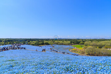 観光客で賑わう国営ひたち海浜公園のみはらしの丘
