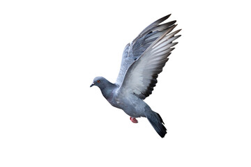 Action Scene of Rock Pigeon Flying in The Air Isolated on White Background with Clipping Path