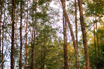 Pine trees are along the road to Lamaru Beach which makes the atmosphere cool and beautiful to the eye.