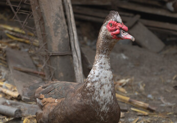 Close up shot of a brown Muscovy duck