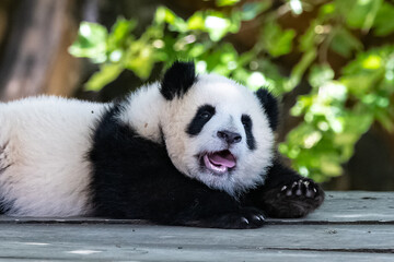 A giant panda, a cute baby panda playing, funny animal
