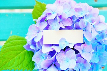 紫の満開のあじさいの花を背景にした空欄のメッセージカードのモックアップ

