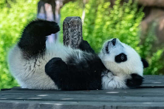 A giant panda, a cute baby panda playing, funny animal
