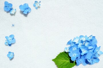 ホワイトバックにブルーのアジサイの花で角を飾った生花のフレーム素材