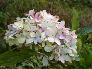 Close up of a blossom Hydrangea flower. A species of flowering plant in the family Hydrangeaceae. Silver white color.