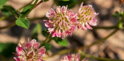 Blühender roter Klee im Sommer