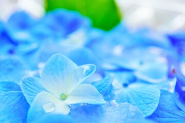 ガラスの器に入ったフローティングフラワーの水に濡れた青いあじさいいの花のアップ