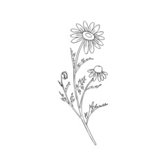 Chamomile wild field flower isolated on white background botanical hand drawn line art daisy sketch vector doodle illustration for design package tea, cosmetic, natural medicine, greeting card