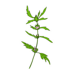 Motherwort hand drawn vector sketch isolated on white background, colorful herbal medical sedative plant, Organic food ingredient illustration for healthy market, pharmacology, cosmetic, natural tea