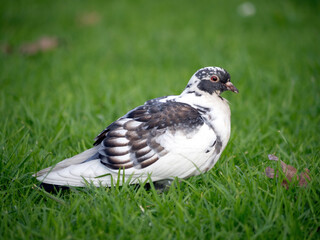 View variegated rock pigeon (Columba livia) with white pigment variation standing on green grass