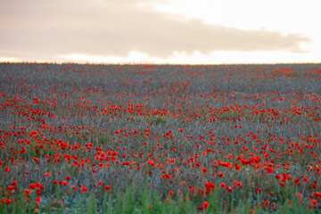 field of poppies