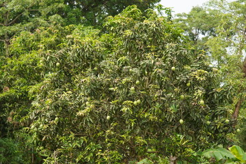 Fototapeta na wymiar Unripe mangoes in the hometown
