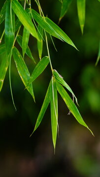 Green Leaves In The Rainy Session