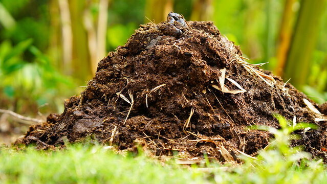 cow dung in the farm