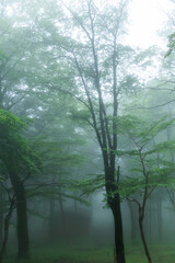 Naklejka premium 霧の新緑の森 Photo of foggy fresh green forest