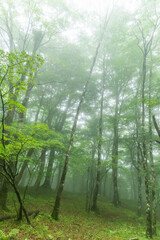 Fototapeta na wymiar 霧の新緑の森　Photo of foggy fresh green forest