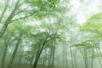 霧の新緑の森　Photo of foggy fresh green forest