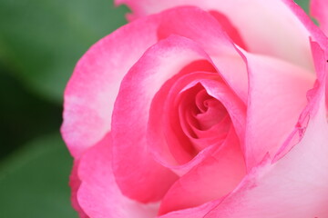 Pink rosebud macro closeup. Fresh rose flower pastel rose colour. Defocused nature background, selective focus. Close-up of rose petals. Coral pink pastel color