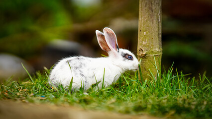 Naklejka premium cute rabbit sitting in the grass