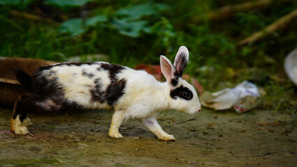 Naklejka na ściany i meble cute rabbit running in the grass
