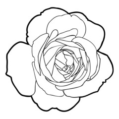 Drawing of rose flower