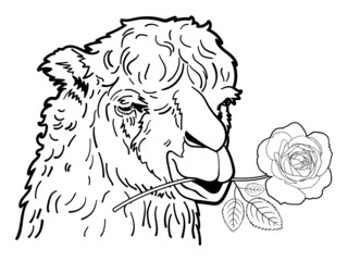 Drawing of alpaca portrait with rose