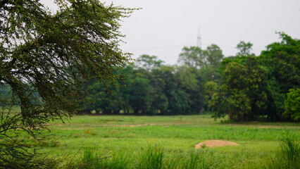 green park in rural area image of bihar