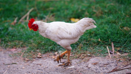 Hens from free range.