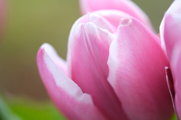 pink tulip close-up, selective focus. Diagonal composition. Nature blurred background