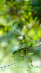 makadi ka jala in the farm
