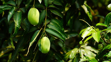 green mango hanging on the tree