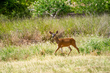 Naklejka na ściany i meble California Mule Deer (Odocoileus hemionus californicus) walking in the field. Beautiful deer in its natural habitat.