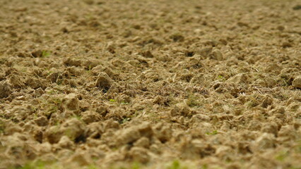 manure to enrich the soil
