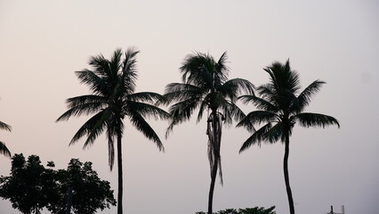 Fototapeta na wymiar tree of coconut image hd