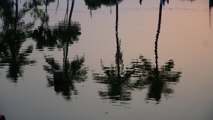 reflection shoot of tree in the water