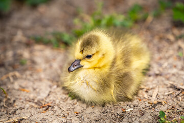 Newborn Canadian gosling lies on the ground. Wildlife photography.
