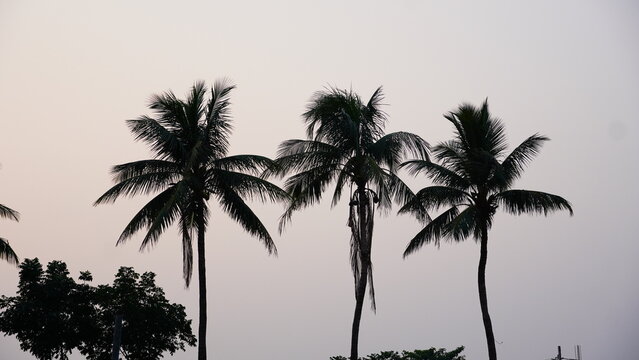 tree of coconut image hd